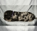 Small #5 Goldendoodle