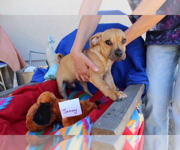 Medium Photo #4 Chiweenie Puppy For Sale in Imperial Beach, CA, USA