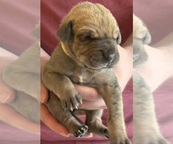 Medium Photo #29 Great Dane Puppy For Sale in GALLOWAY, OH, USA