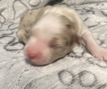 Puppy Jack O Lantern Australian Shepherd