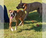Small #7 Boxer Mix