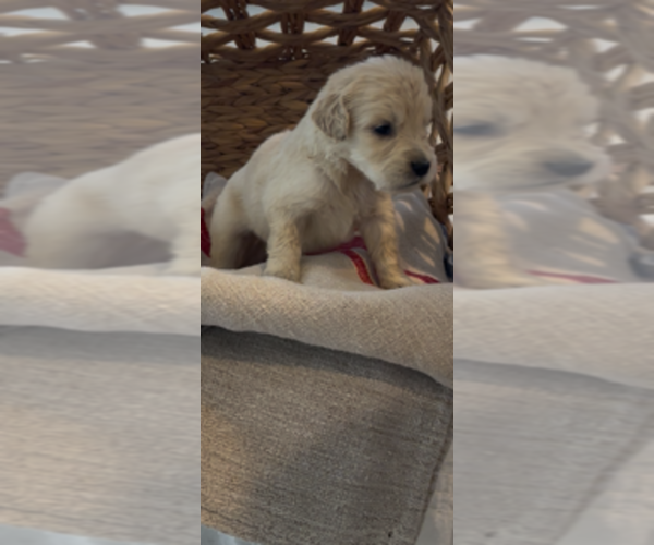Medium Photo #25 Golden Retriever Puppy For Sale in MERCED, CA, USA