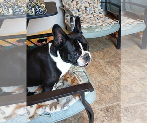 Spike and Jet - Male Faux Frenchbo Bulldog Dog for Adoption - Photo #5