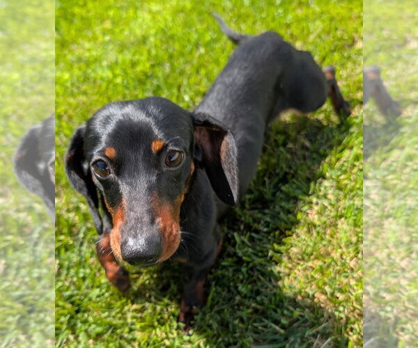 Medium Photo #1 Dachshund Puppy For Sale in Shelbyville, TN, USA