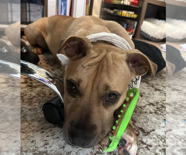 Medium Photo #2 Mutt Puppy For Sale in Abbeville, LA, USA