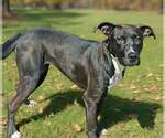 Small Photo #12 Mutt Puppy For Sale in Talladega, AL, USA