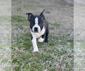 Boston Terrier Puppy for sale in WASHBURN, MO, USA
