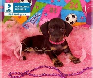 Dachshund Puppy for sale in WINNSBORO, LA, USA