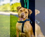 Small American Staffordshire Terrier