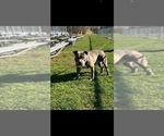 Small Photo #1 American Pit Bull Terrier Puppy For Sale in BUFFALO, NY, USA