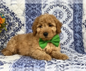 Goldendoodle (Miniature) Puppy for sale in LANCASTER, PA, USA