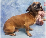 Small #2 Dachshund