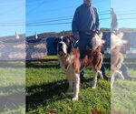 Small #2 Saint Bernard