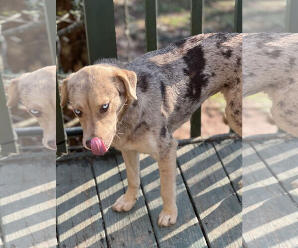 Medium Photo #4 Catahoula Leopard Dog Puppy For Sale in Lakemont, GA, USA