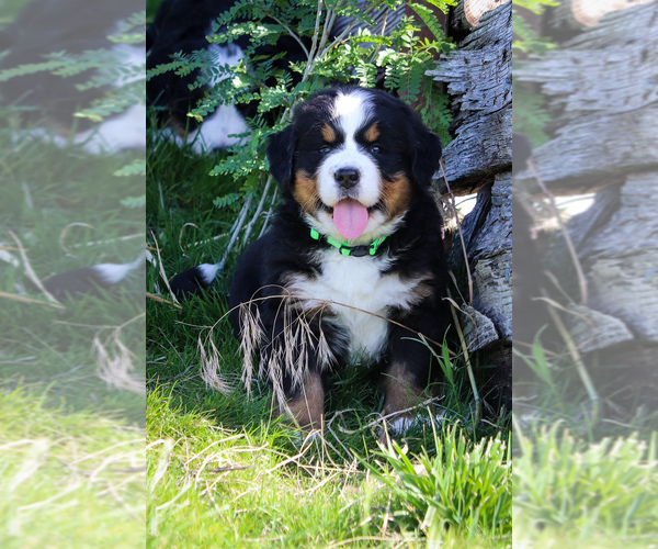 Medium Photo #7 Bernese Mountain Dog Puppy For Sale in THEDFORD, NE, USA