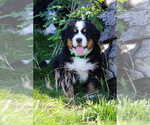 Small #6 Bernese Mountain Dog