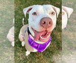 Small #10 American Pit Bull Terrier Mix