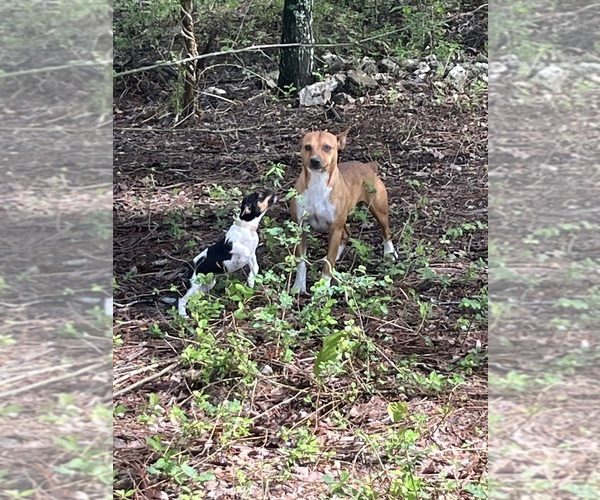 Medium Photo #18 Rat Terrier Puppy For Sale in DORA, MO, USA