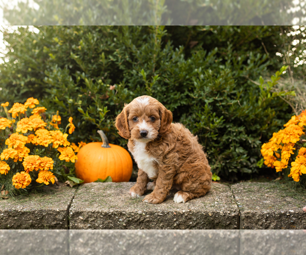 Medium Photo #11 Cocker Spaniel-Poodle (Miniature) Mix Puppy For Sale in NAPPANEE, IN, USA