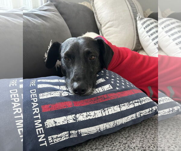 Medium Photo #11 Catahoula Leopard Dog-Plott Hound Mix Puppy For Sale in Oakhurst, NJ, USA