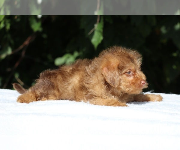 Medium Photo #10 Yorkiepoo mix (+ Poodle Toy) Puppy For Sale in DYERSBURG, TN, USA