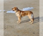 Small #15 Golden Retriever