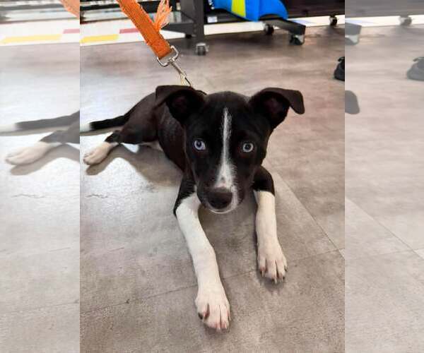 Medium Photo #1 Feist Terrier-Unknown Mix Puppy For Sale in Woodbury, NY, USA