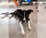 Small Feist Terrier Mix
