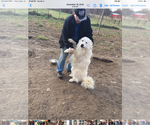 Small Photo #1 Great Pyrenees Puppy For Sale in MOUNT VERNON, IL, USA