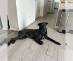 Small #1 Sheprador
