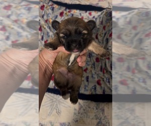 Morkie-Shih Tzu Mix Puppy for sale in VIRGINIA BEACH, VA, USA