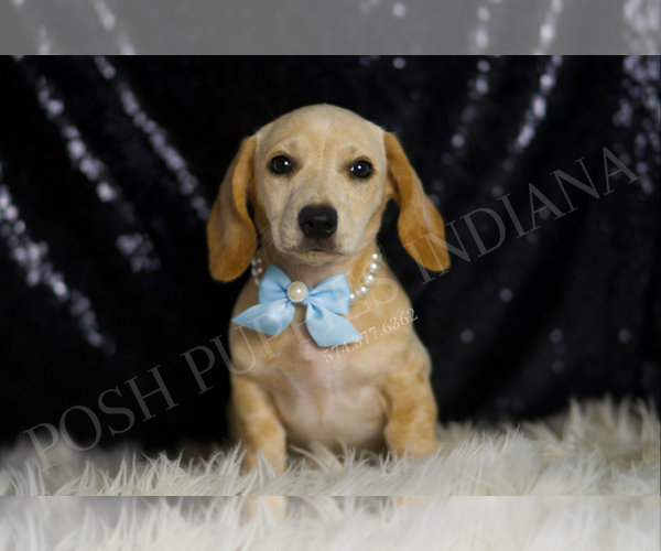 Medium Photo #2 Dachshund Puppy For Sale in WARSAW, IN, USA