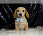 Small #1 Dachshund