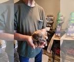 Small #3 Dachshund