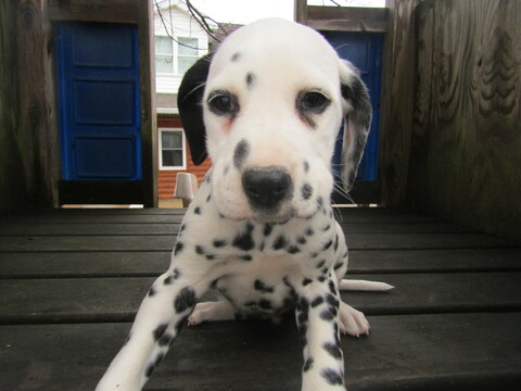 Medium Photo #8 Dalmatian Puppy For Sale in HUDSON, MI, USA