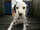 Small Photo #8 Dalmatian Puppy For Sale in HUDSON, MI, USA