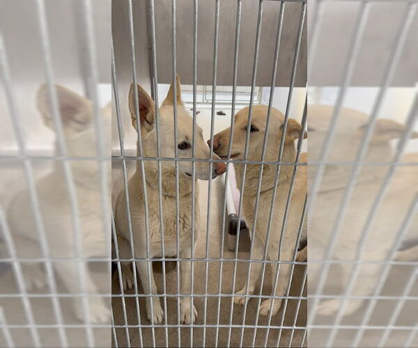 Medium Photo #4 German Shepherd Dog Puppy For Sale in Phoenix, AZ, USA