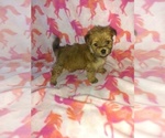 Small Photo #8 Morkie Puppy For Sale in LAPEER, MI, USA