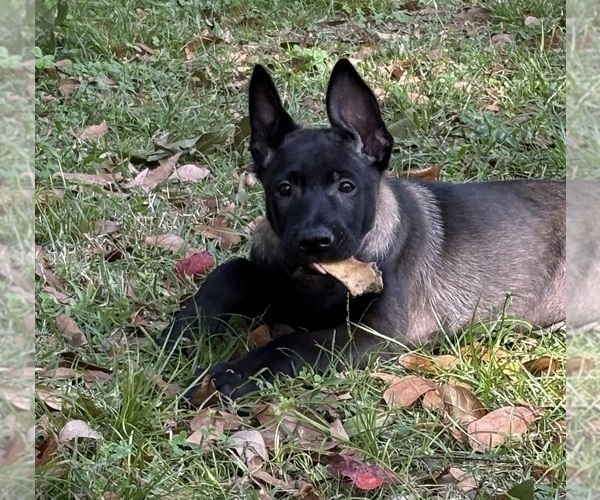 Medium Photo #1 Belgian Malinois Puppy For Sale in LAKE MARY, FL, USA