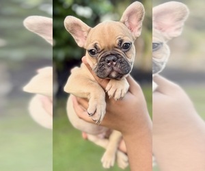 French Bulldog Puppy for sale in NAPLES, FL, USA