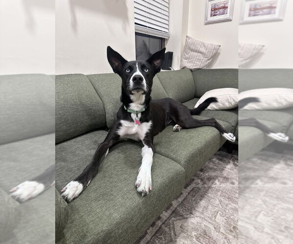 Medium Photo #12 Collie-Unknown Mix Puppy For Sale in Boston, MA, USA