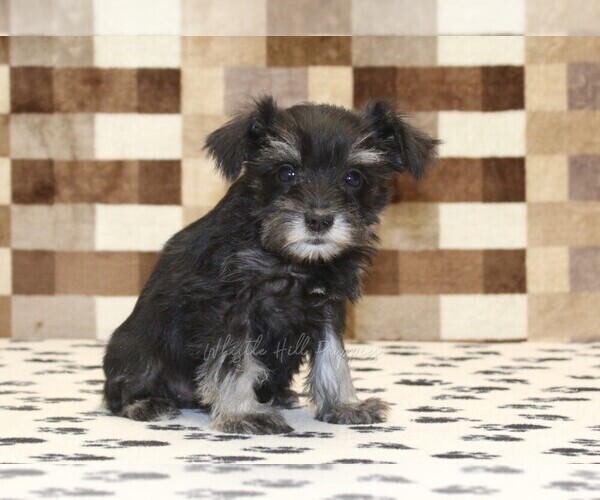Medium Photo #4 Schnauzer (Miniature) Puppy For Sale in DENVER, PA, USA