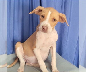 Boxer-Whippet Mix Dogs for adoption in Minneapolis, MN, USA