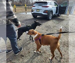 Indigo - Indeed a Good Boy! - Male Mutt Dog for Adoption - Photo #21