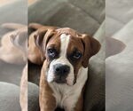 Small #1 Boxer