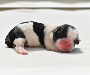 Shih Tzu Puppy for sale in PALM COAST, FL, USA