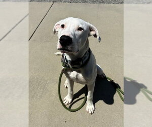 Argentinian Mastiff-Unknown Mix Dogs for adoption in Palmetto, FL, USA