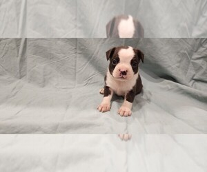 Boston Terrier Puppy for sale in SUMPTER TWP, MI, USA