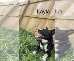 Layla - Female Mutt Dog for Adoption - Photo #2