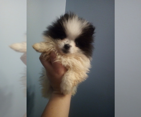 Medium Photo #1 Pomeranian Puppy For Sale in WINCHESTER, OH, USA